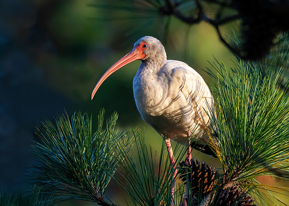 White ibis (juvenile)