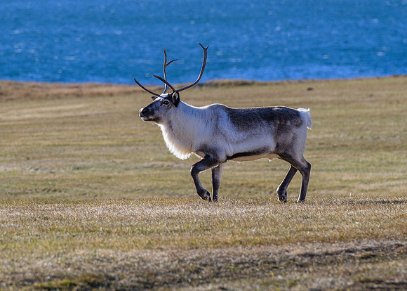 Icelandic reindeer