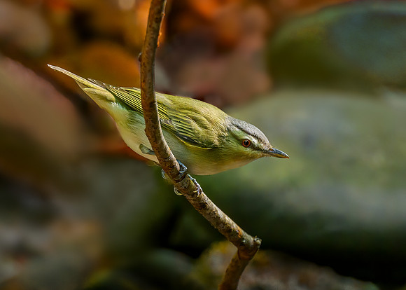 Red-eyed vireo