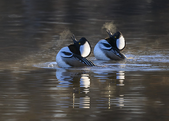 Hooded mergansers
