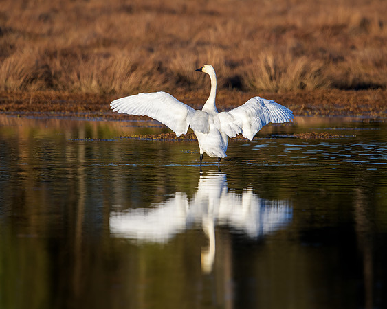 Tundra swan