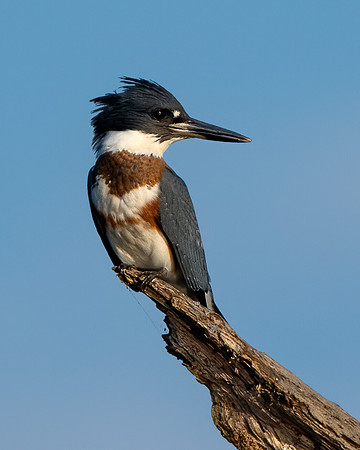 Belted kingfisher