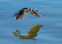 Long-tailed duck