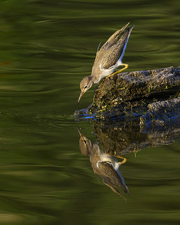 Yellowlegs