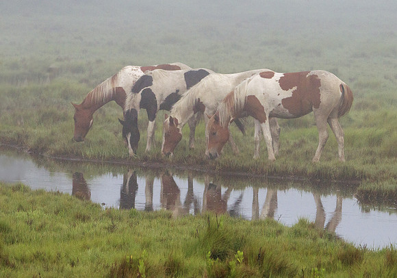 Chincoteague ponies