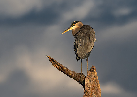 Great blue heron