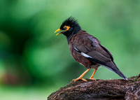 Common myna