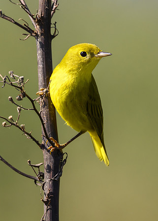 Yellow warbler