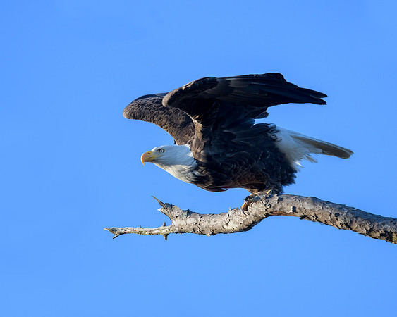 Eagle about to take flight