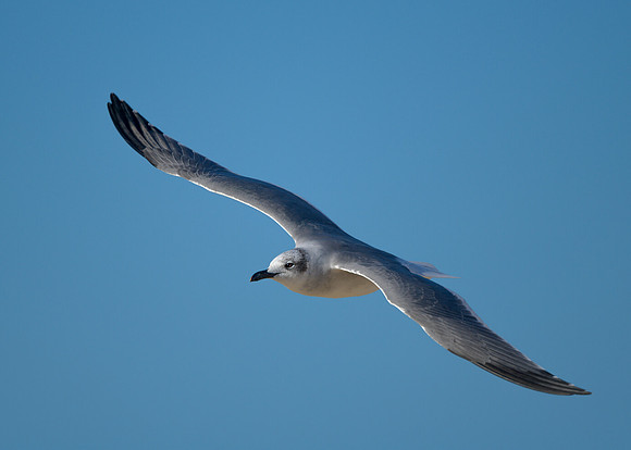 Common tern