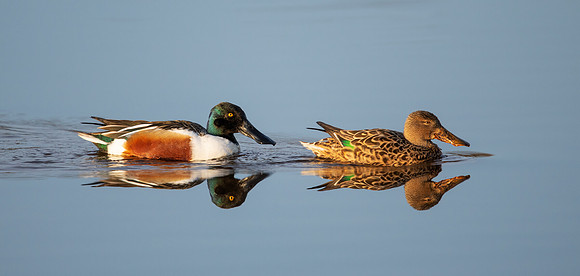 Mr and Mrs Northern Shoveler