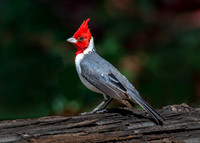 Red-crested cardinal