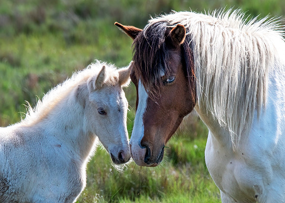 Chincoteague ponies (2)