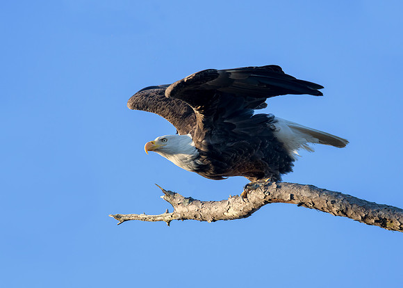Eagle launching (v1)