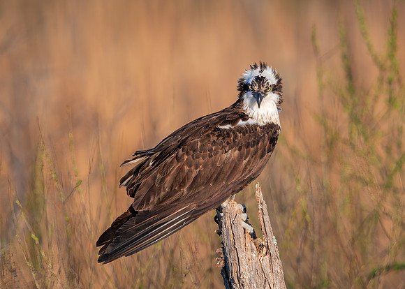 Osprey