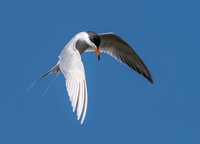 Forster's tern