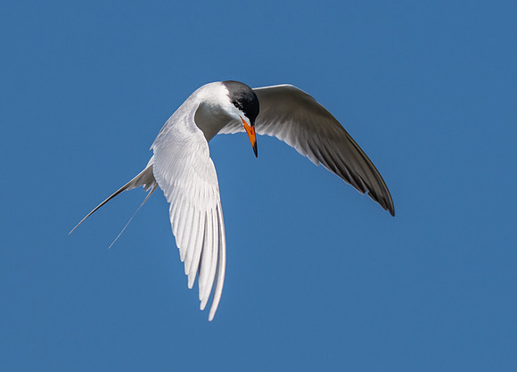 Forster's tern