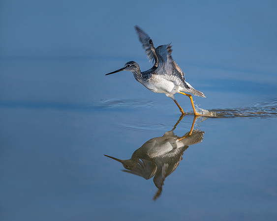 Greater yellowlegs