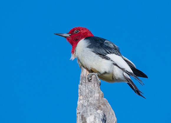 Red-headed woodpecker