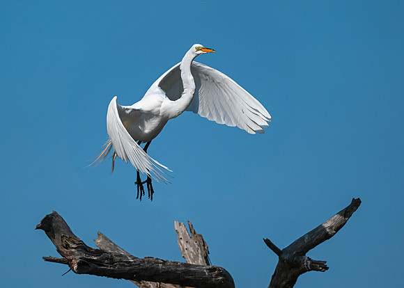 White egret