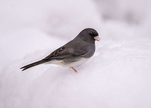 Dark-eyed junco
