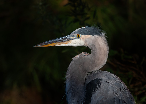 Great blue heron