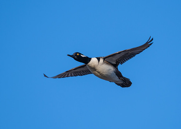 Hooded merganser (male)