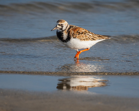 Ruddy turnstone