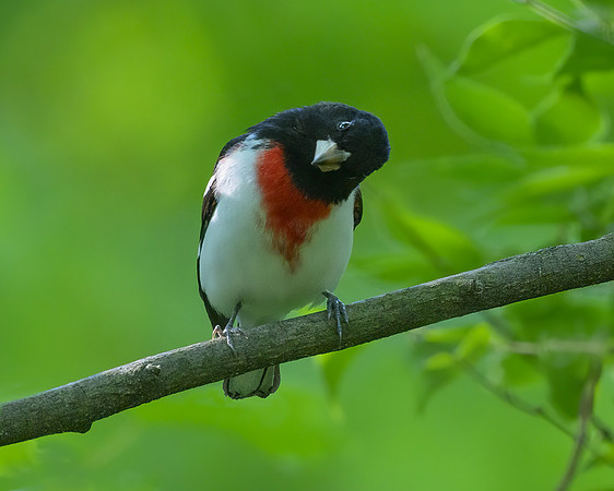 Grosbeak