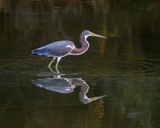 Great blue heron