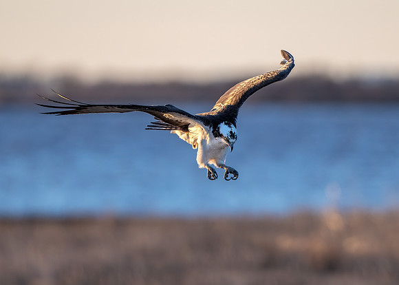 Osprey diving for a fish