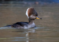 Hooded merganser (female)