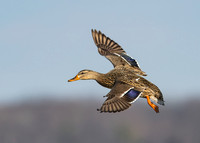 Female mallard on final approach