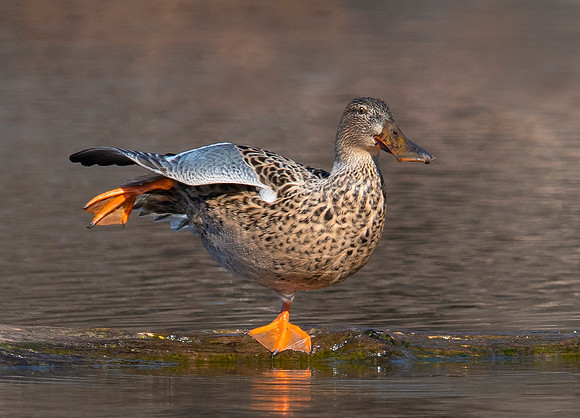 Shoveler Arabesque