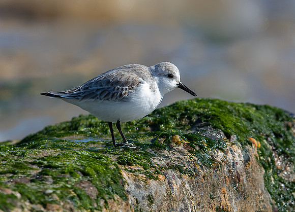 Sanderling