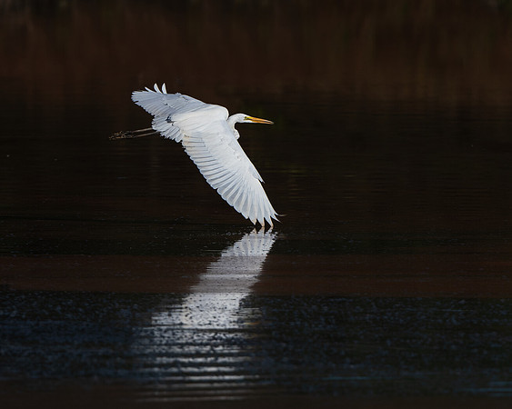 Great egret