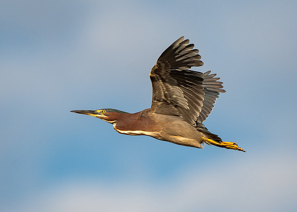 Green heron