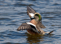 American wigeon
