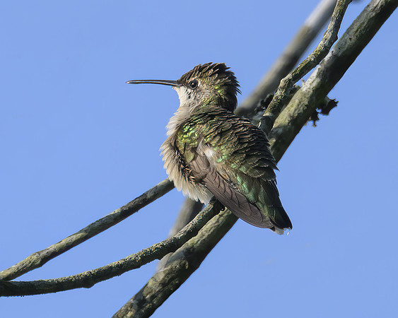 Hummingbird