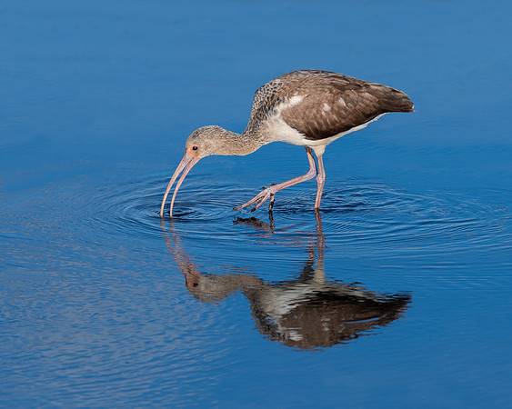 White ibis