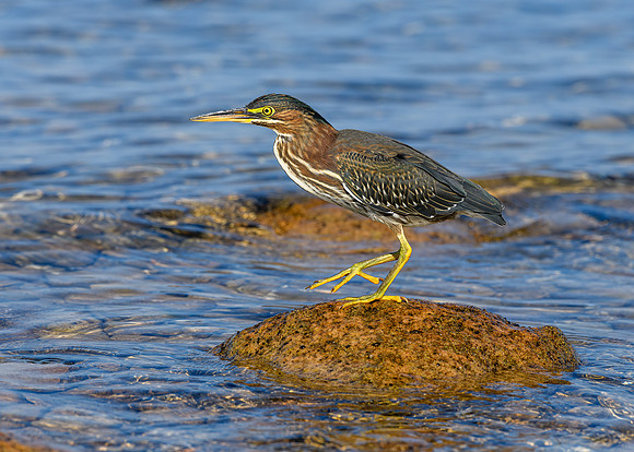 Green heron, Leelanau