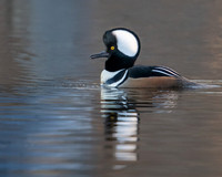 Hooded merganser (male)
