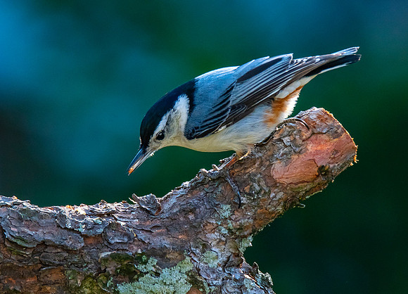 White-breasted nuthatch