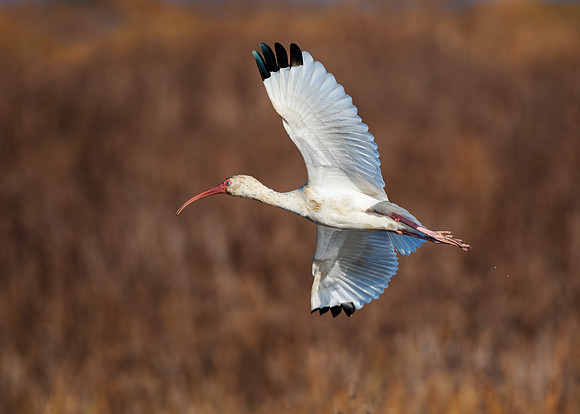 White ibis in flight