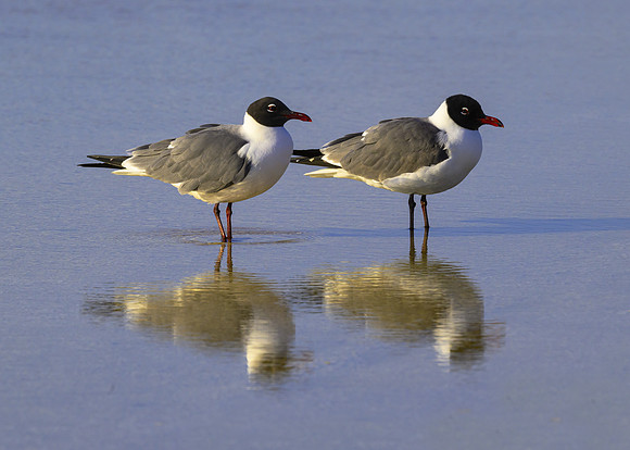 Laughing gulls