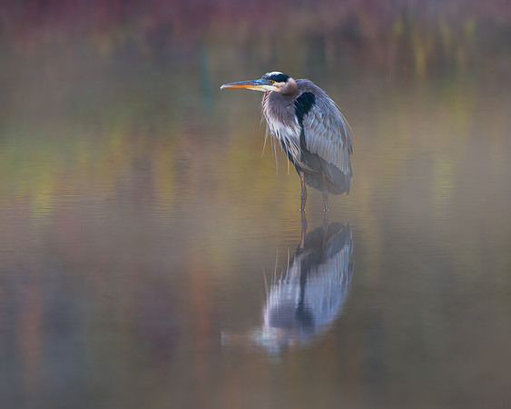 Great blue heron