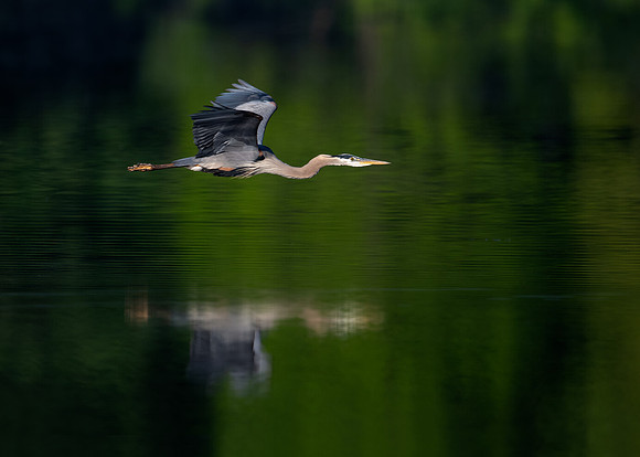 Great blue heron