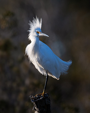 Snowy egret