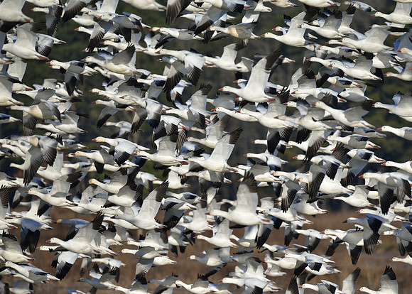 Snow geese taking flight