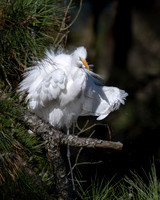 A very fluffy great egret